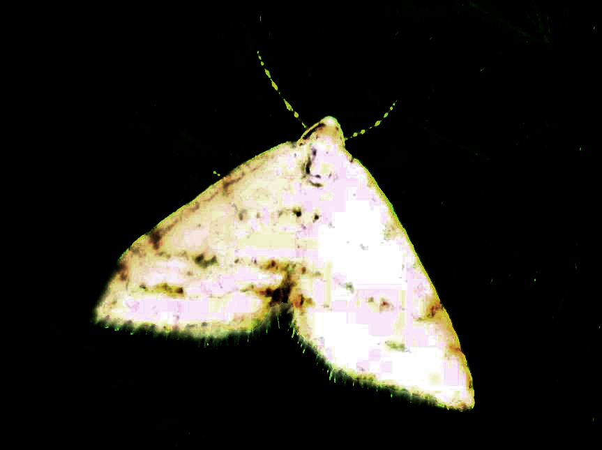 Falena da identificare:  Mesotype verberata (Geometridae), malridotta